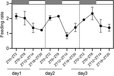 The Discovery of Circadian Rhythm of Feeding Time on Digestive Enzymes Activity and Their Gene Expression in Sinonovacula constricta Within a Light/Dark Cycle